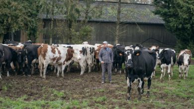 Photo of Trouver une vache facile à vivre