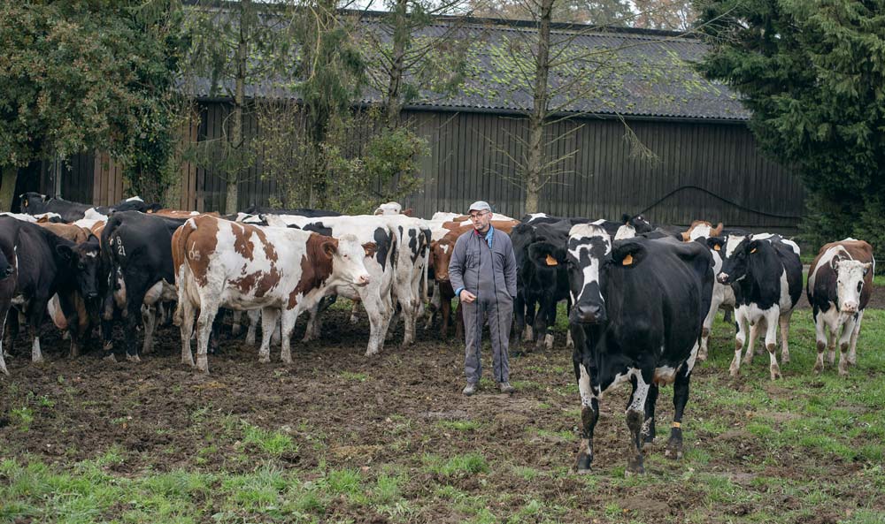  - Illustration Trouver une vache facile à vivre