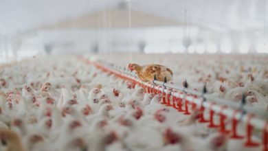 Photo of Fermes-usines en volailles : la Région doit accorder ses paroles et ses actes