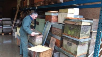Photo of Pendant l’hivernage des ruches, que font les apiculteurs ?