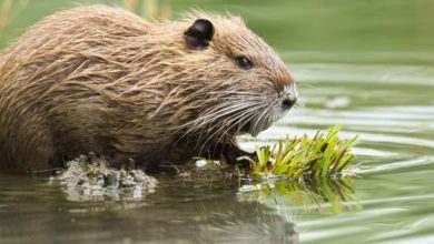 Photo of Des outils et actions pour réguler la faune sauvage