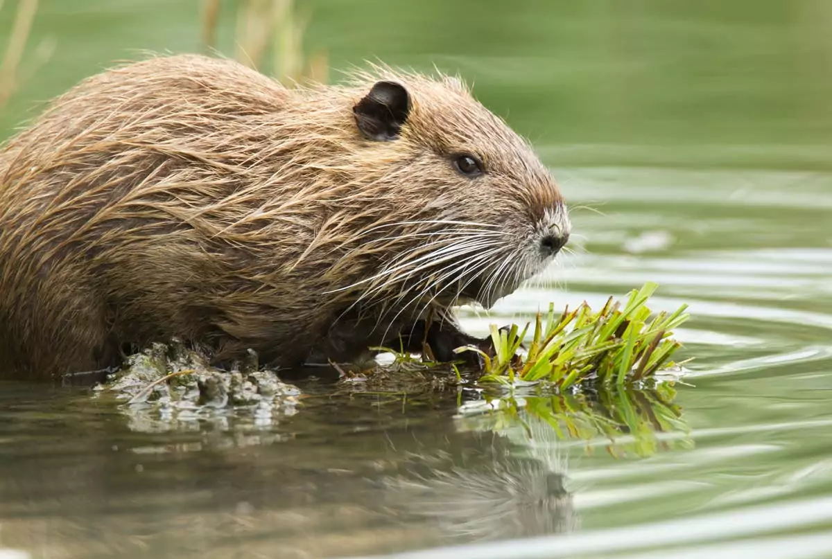 - Illustration Des outils et actions pour réguler la faune sauvage