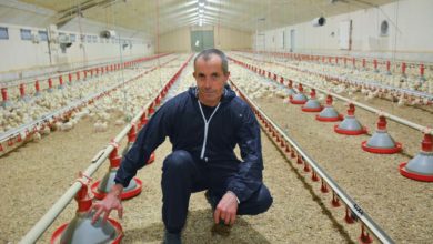 Photo of Le poulet export passe en souche rustique