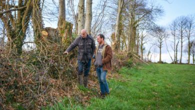 Photo of La demande grandit en bois de bocage