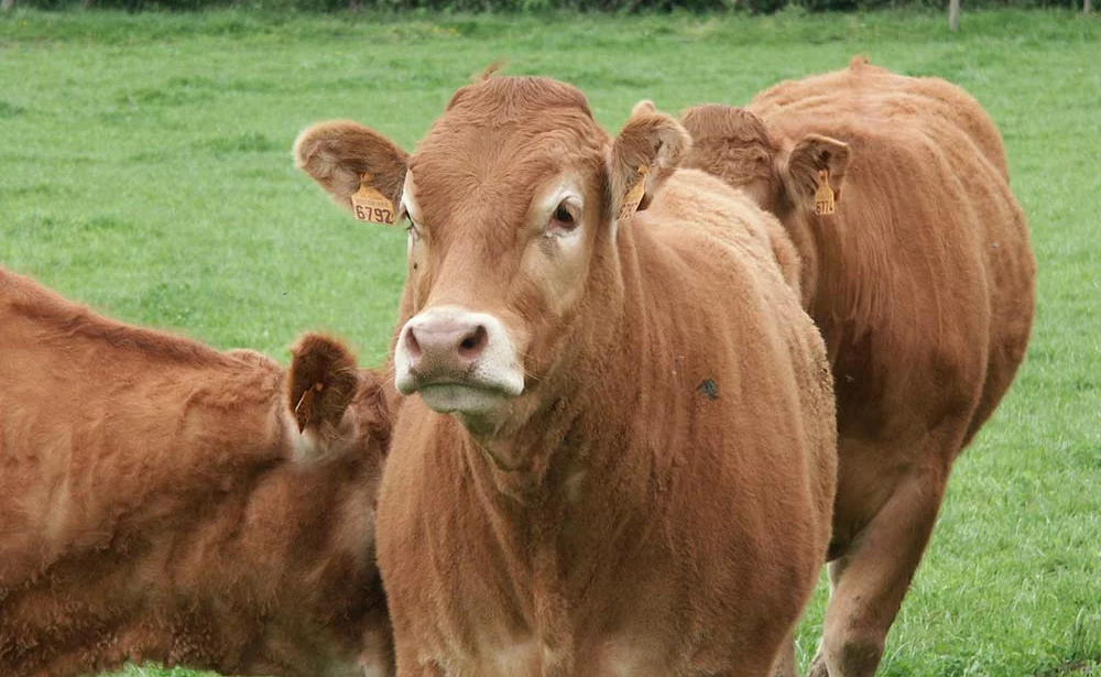 viande bovine - Illustration La viande bovine française fait ses premiers pas en Chine