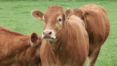 Photo of La viande bovine française fait ses premiers pas en Chine