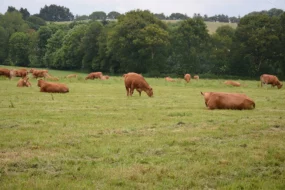 viande bovine