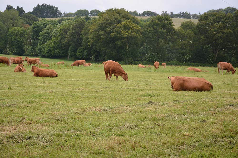 viande bovine - Illustration Des arguments en faveur de l’élevage