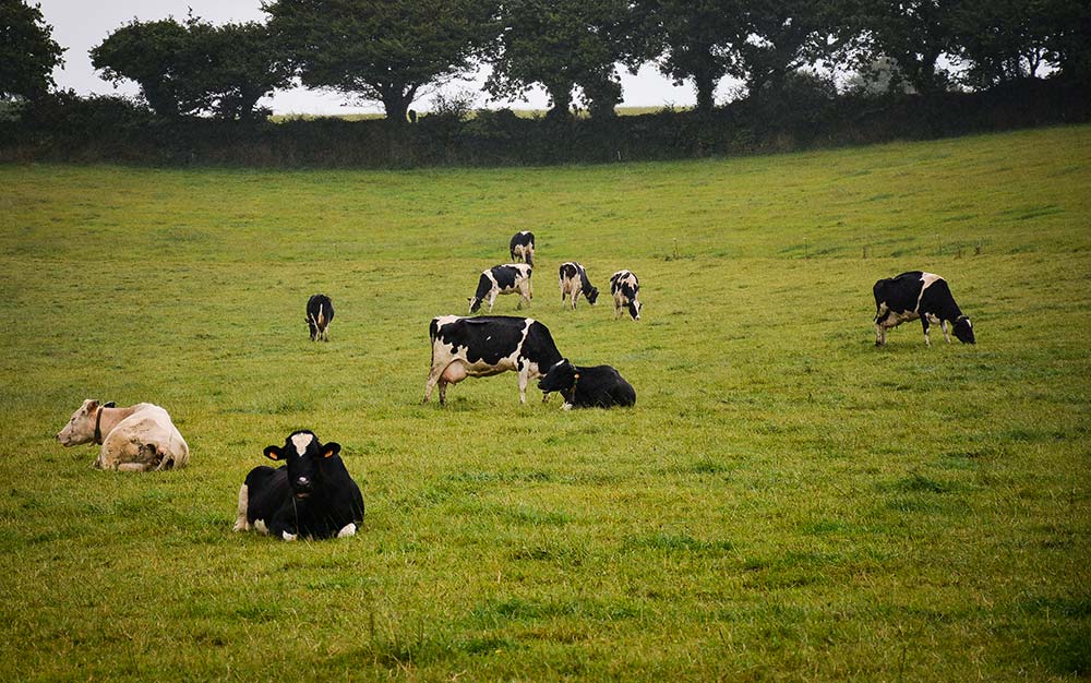  - Illustration Deux élevages positifs en IBR dans le Finistère