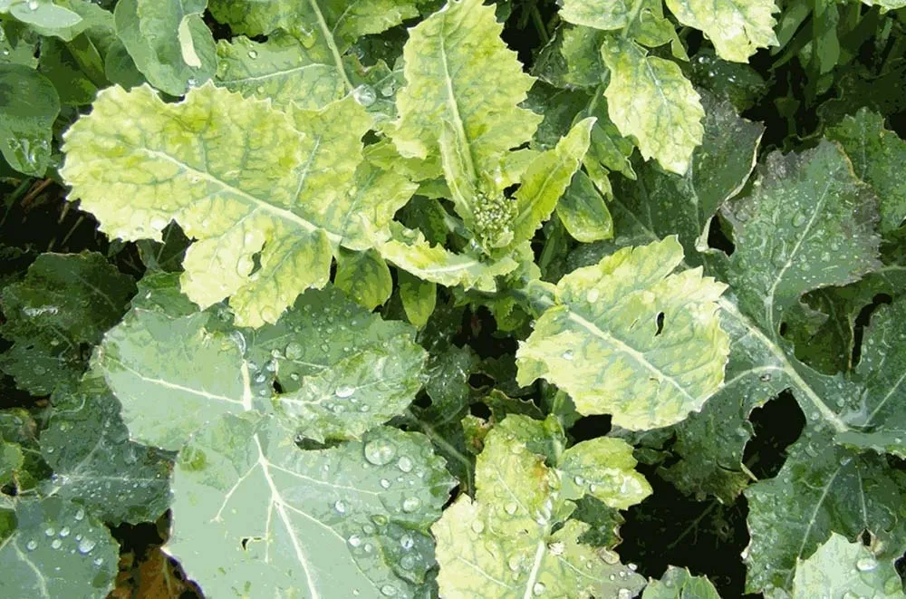  - Illustration Le colza a besoin de soufre