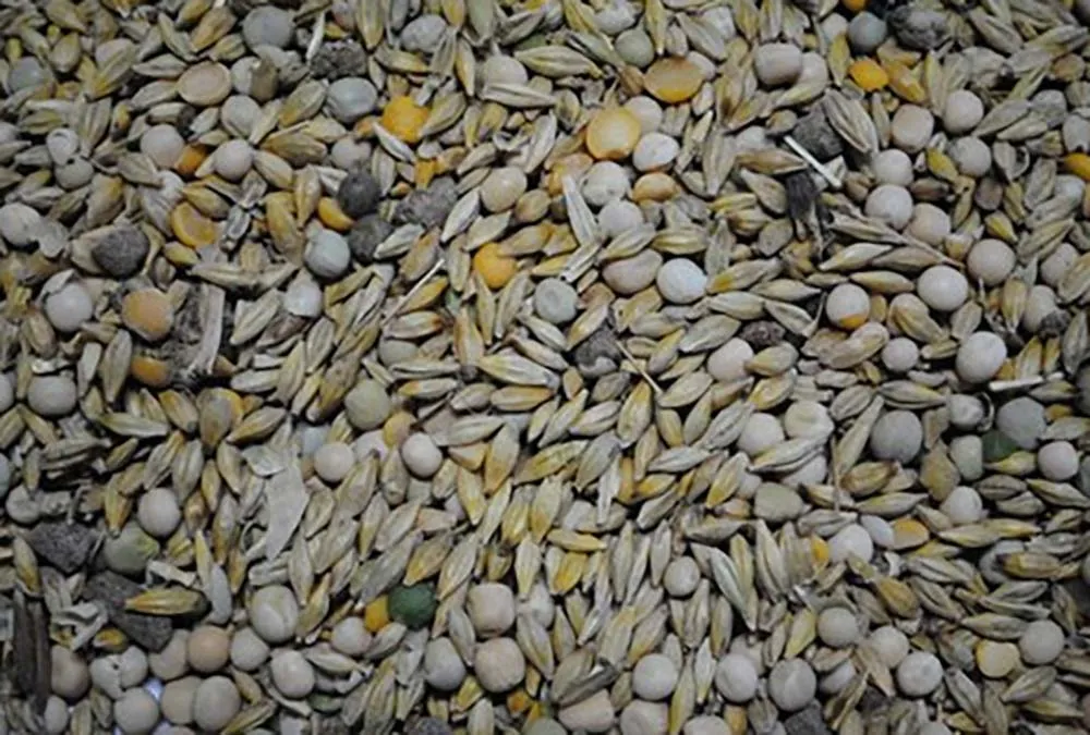  - Illustration Mélange céréalier de printemps