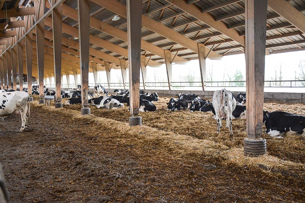  - Illustration Une aire paillée pour 150 vaches