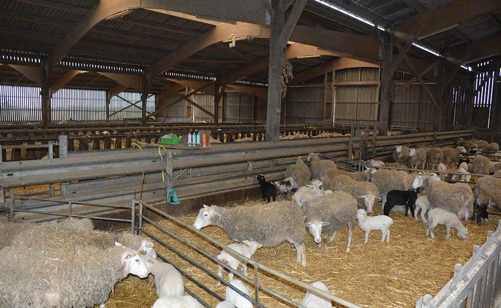 - Illustration Ovin : La ventilation reste le point faible