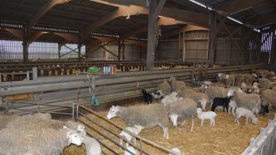 Photo of Ovin : La ventilation reste le point faible