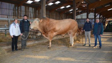 Photo of Salon de l’Agriculture : Malinois du Gaec de Traou-Hoat en lice à Paris