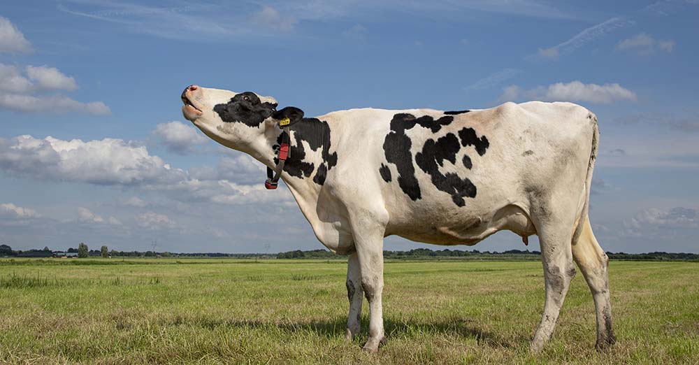 odeur vache snif - Illustration Bruits et odeurs dans les campagnes : Sensibiliser via le patrimoine sensoriel