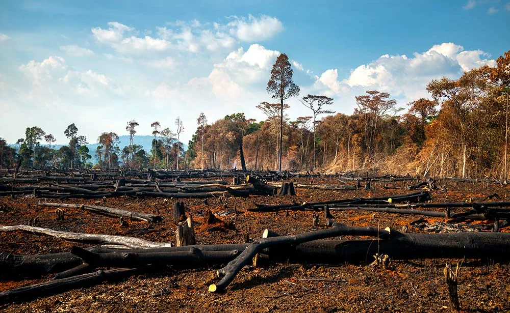 bresil deforestation - Illustration Une politique brésilienne hostile aux petits paysans