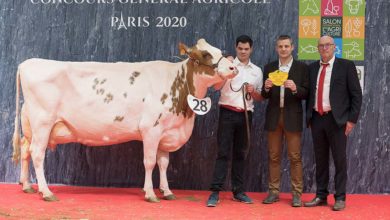 Photo of Concours Pie rouge Salon de l’Agriculture : Fidelor P au sommet