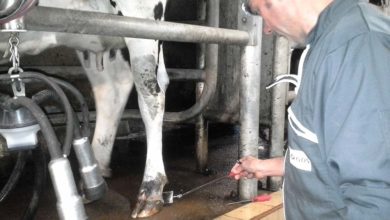 Photo of Évaluer l’impact de la dermatite à partir du lait de tank