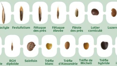 Photo of Bientôt la saison des mariages des fourragères