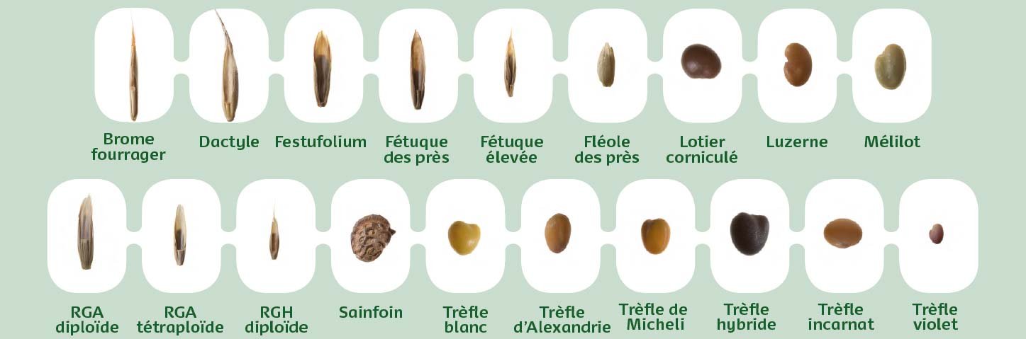  - Illustration Bientôt la saison des mariages des fourragères