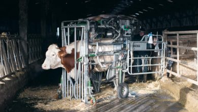 Photo of Boiterie des bovins : Tâches partagées pour la santé des pieds