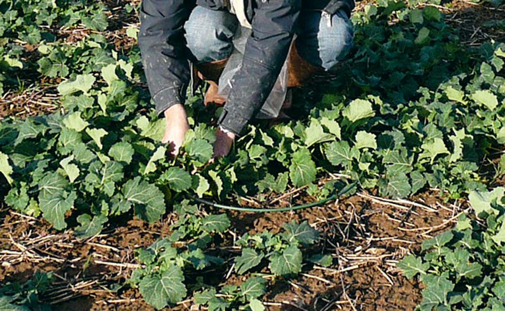  - Illustration Colza : Les plants ont grossi pendant l’hiver
