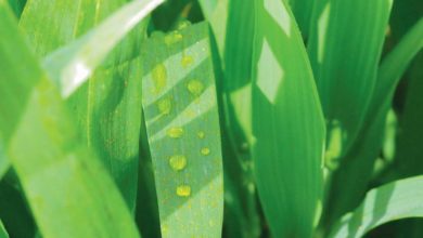 Photo of Adjuvant : Une petite goutte pour une grande efficacité