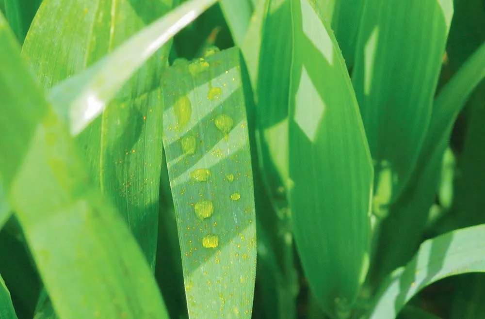  - Illustration Adjuvant : Une petite goutte pour une grande efficacité