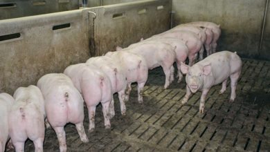 Photo of Porc : Comment gérer la hausse de productivité ?