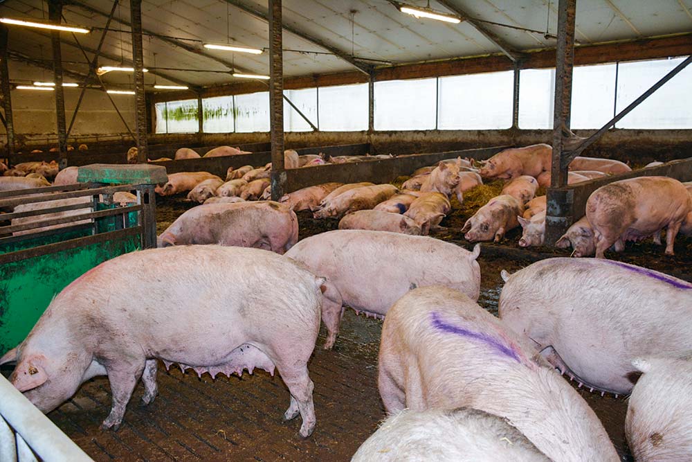  - Illustration Porc : Sept courbes alimentaires pour un troupeau homogène