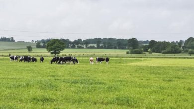 Photo of L’infrastructure herbagère, pilier d’un système autonome performant