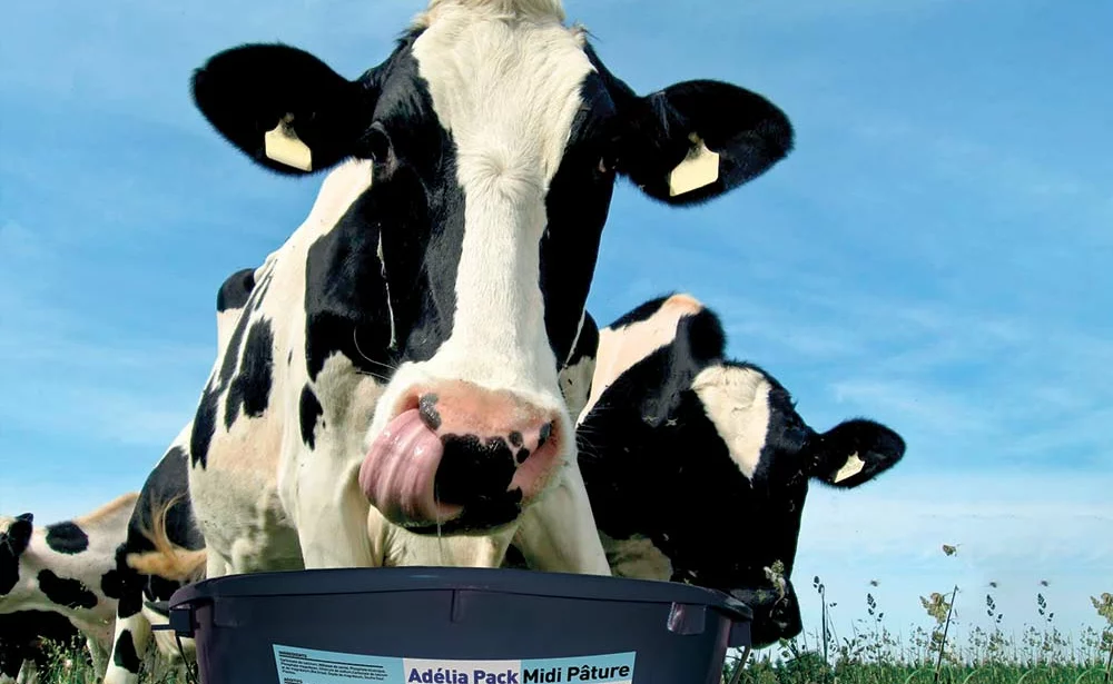  - Illustration Nutrition bovine : Une transition sans perte de production