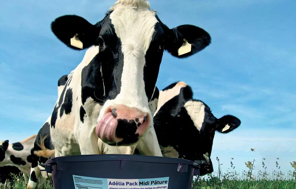  - Illustration Nutrition bovine : Une transition sans perte de production