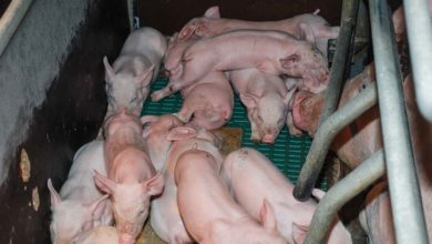 Photo of Porc : Complexe chantier de la castration à boucler d’ici 2022