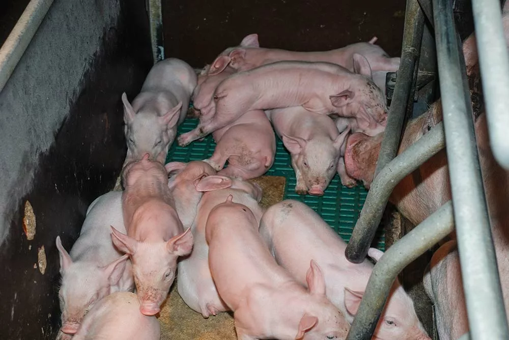  - Illustration Porc : Complexe chantier de la castration à boucler d’ici 2022