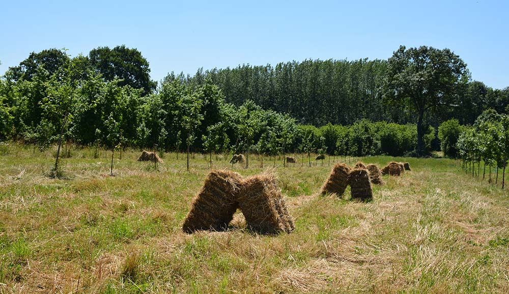  - Illustration Des aides du Département pour l’agroforesterie