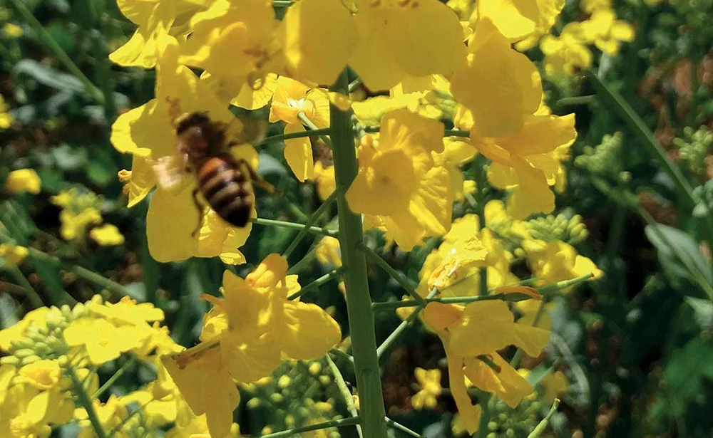  - Illustration Apiculture : L’indispensable visite de printemps