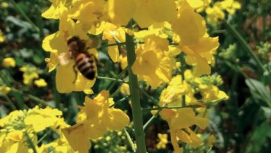 Photo of Apiculture : L’indispensable visite de printemps