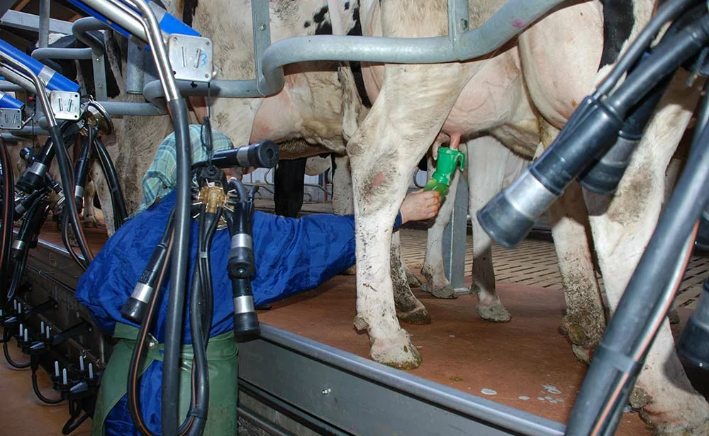 emploi-traite-lait - Illustration Covid-19 : Les salariés continuent leurs missions dans les fermes