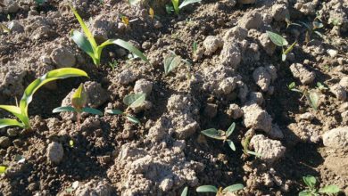 Photo of Herbicide maïs : Pas de nouveautés mais des restrictions