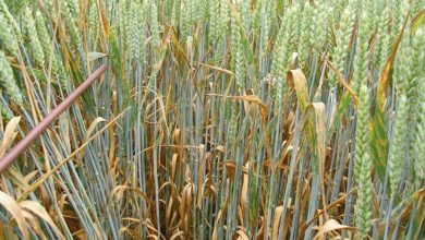 Photo of Blé tendre : l’impasse du T1 devient la règle sur variété tolérante