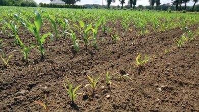 Photo of Quelles précautions pour gérer au mieux les bioagresseurs du maïs ?