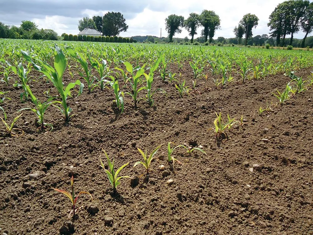 Un champ de maïs avec des pieds attaqués par des taupins. - Illustration Quelles précautions pour gérer au mieux les bioagresseurs du maïs ?