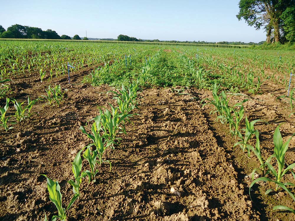  - Illustration Maïs : Adapter la stratégie de désherbage à la flore et au profil de la campagne