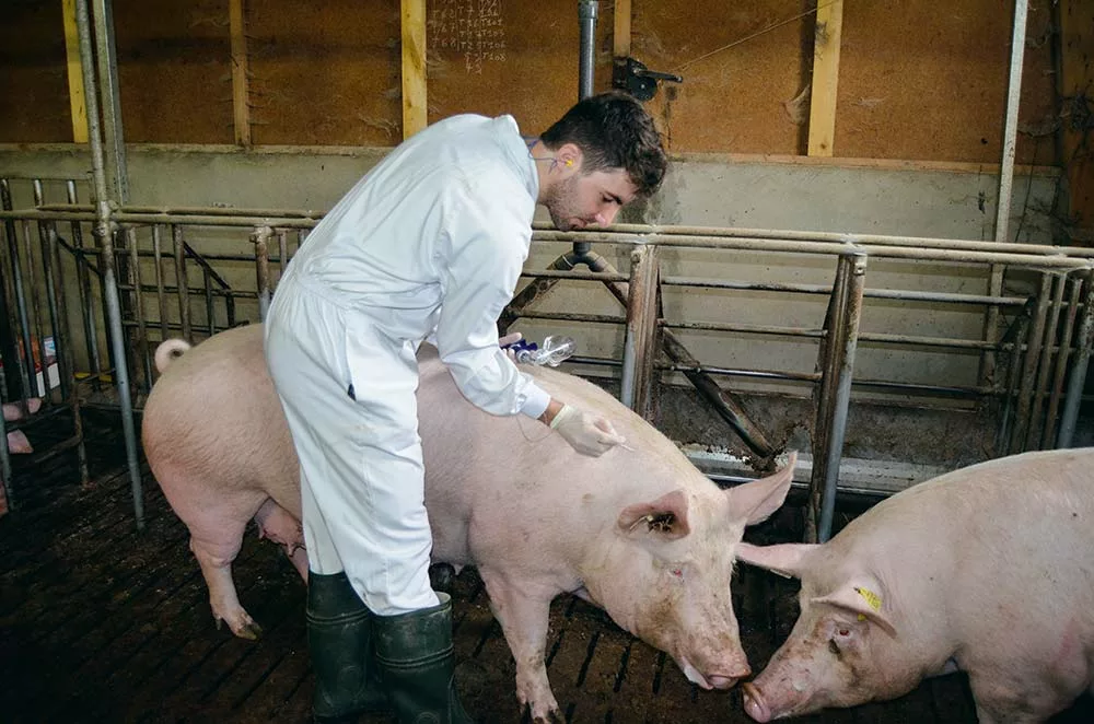  - Illustration Un statut mycoplasme stabilisé par la vaccination des truies