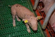 Photo of Porc : Le coronavirus, une piqûre de rappel