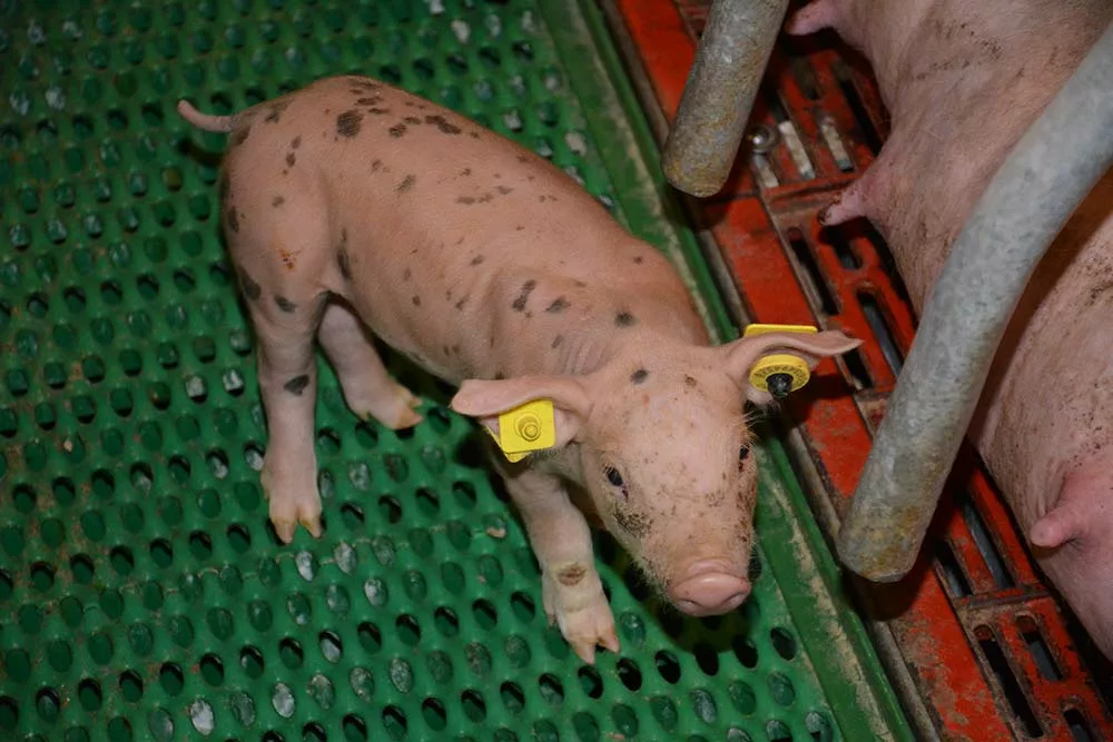  - Illustration Porc : Le coronavirus, une piqûre de rappel