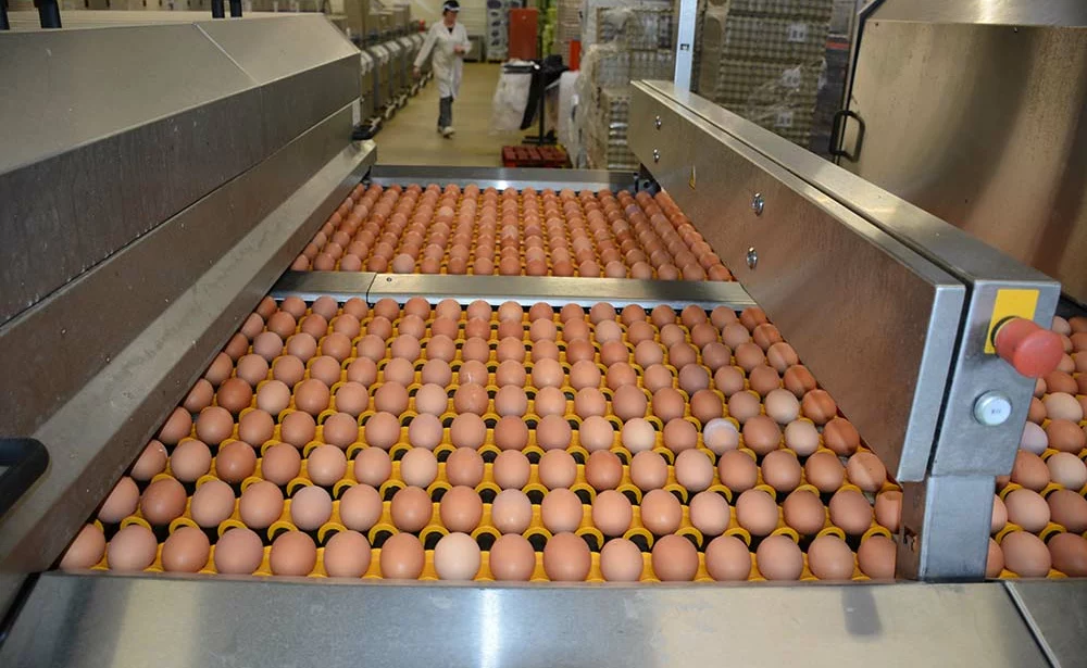  - Illustration Forte augmentation de la demande en œufs