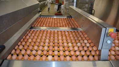 Photo of Forte augmentation de la demande en œufs